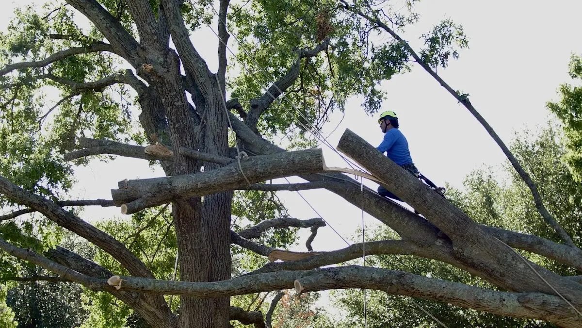 Professional Crown Thinning performed by certified arborists in Webster